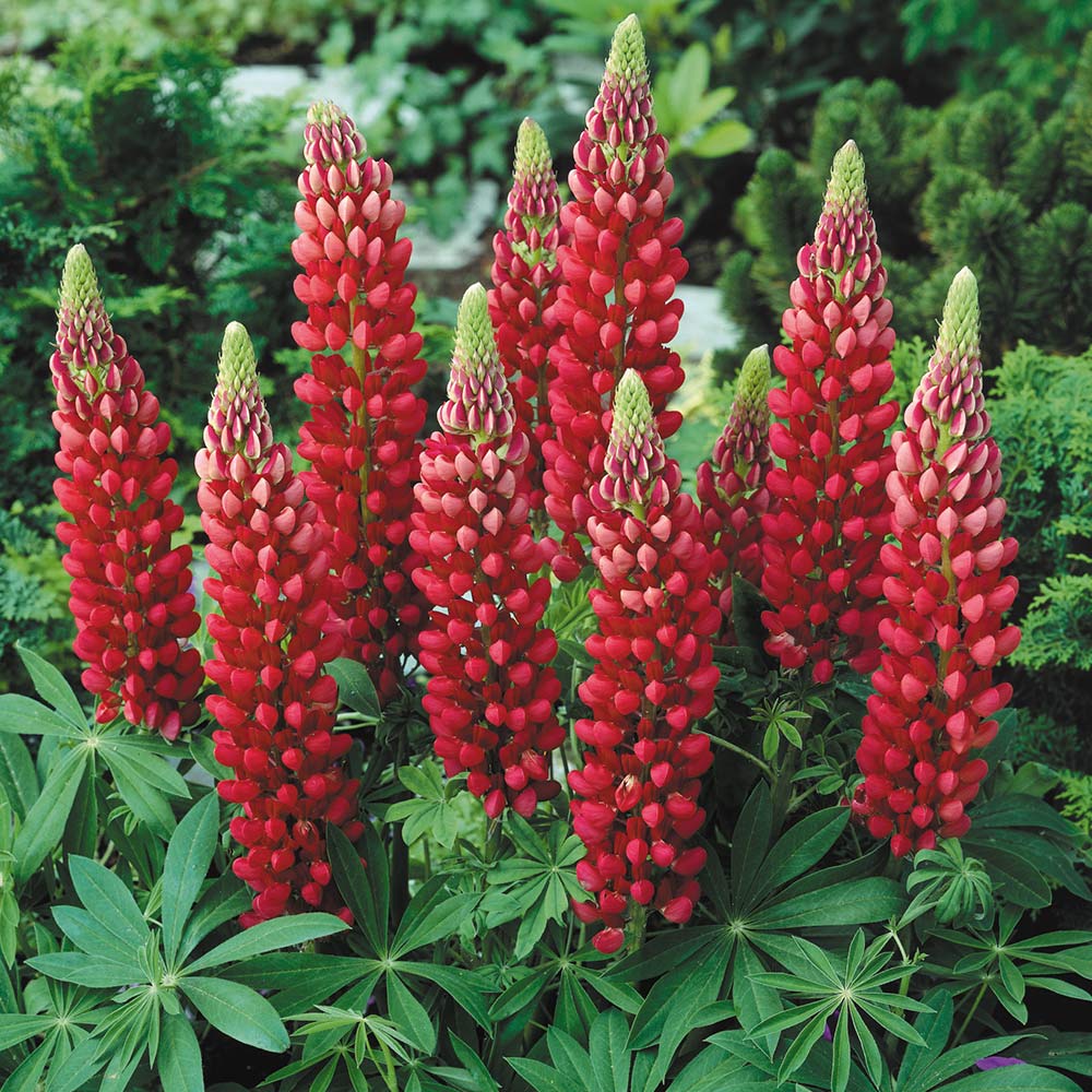 Lupinus RED